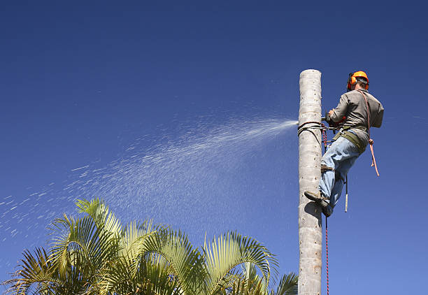 Best Hazardous Tree Removal  in Singac, NJ