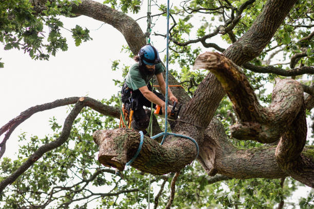 Best Tree Preservation Services  in Singac, NJ