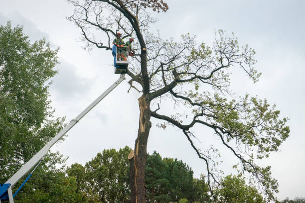 Reliable Singac, NJ Tree Care Solutions