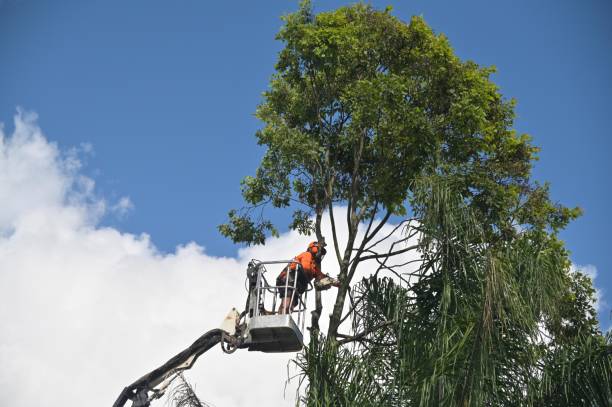 How Our Tree Care Process Works  in  Singac, NJ