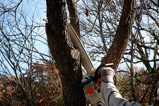 Best Tree Removal  in Singac, NJ