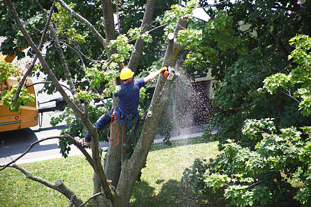 Best Seasonal Cleanup (Spring/Fall)  in Singac, NJ