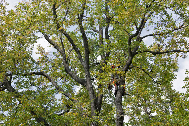 Tree Care